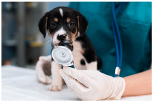 Perro junto a su veterinario