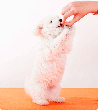 Cachorro siendo alimentado