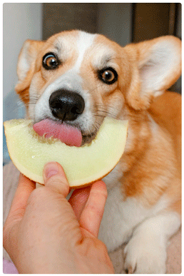 Peludito comiendo fruta