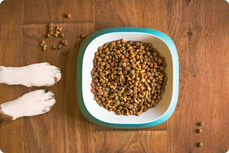 Cuándo dar de comer a mi perro