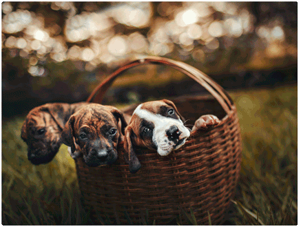 Cuando-empiezan-a-caminar-los-perritos