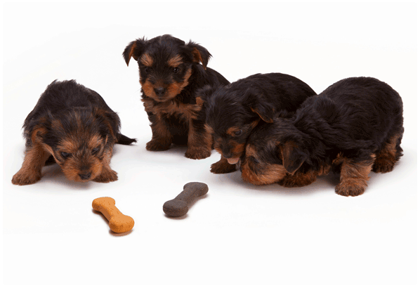 cuándo empiezan a caminar los perros