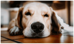 Golden retriever descansando en su cama