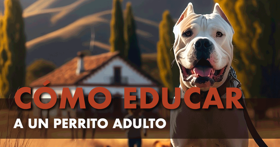 Cómo educar a un perro adulto