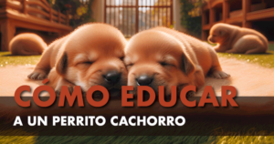 Cachorros perrunos