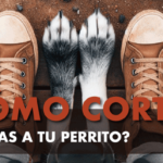 Cómo cortar las uñas a tu perro