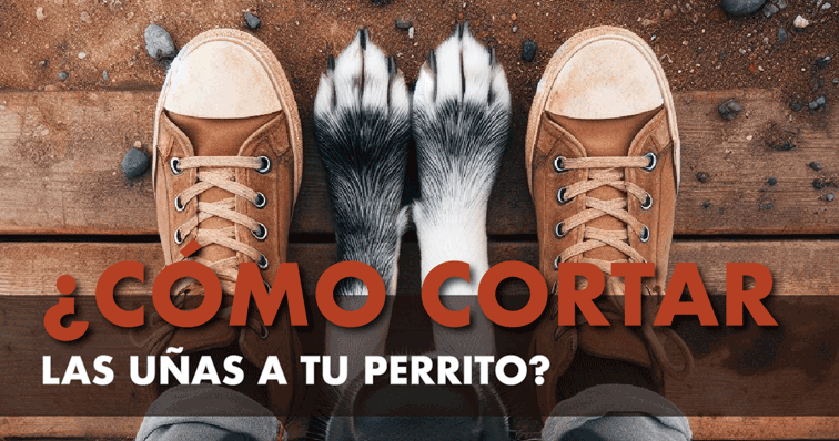 Cómo cortar las uñas a tu perro