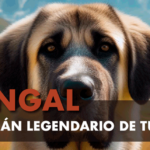 Perros Kangal