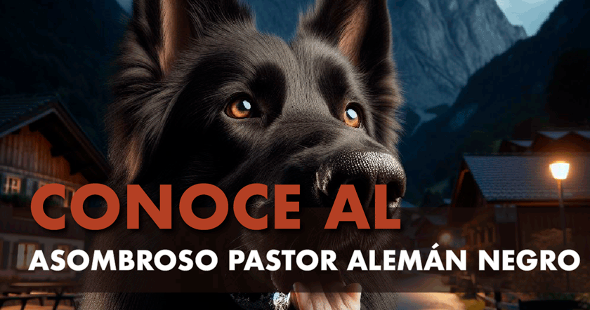 Pastor alemán negro